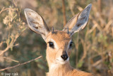 Steenbok - Steenbok - Raphicerus campestris