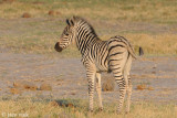 Plains Zebra - Steppenzebra - Equus quagga