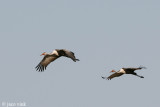 Wattled Crane - Lelkraanvogel - Grus carunculatus