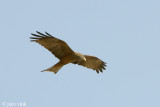 Yellow-billed (Black) Kite - Geelsnavelwouw - Milvus migrans