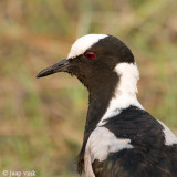 Blacksmith Plover - Smidsplevier - Vanellus armatus