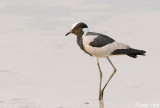 Blacksmith Plover - Smidsplevier - Vanellus armatus