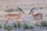 Impala - Impala - Aepyceros melanpus