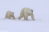 Polar Bear - IJsbeer - Ursus maritimus