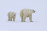 Polar Bear - IJsbeer - Ursus maritimus