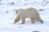 Polar Bear - IJsbeer - Ursus maritimus