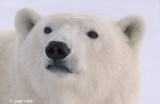 Polar Bear - IJsbeer - Ursus maritimus