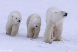 Polar Bear - IJsbeer - Ursus maritimus