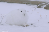 Arctic Hare - Poolhaas - Lepus arcticus