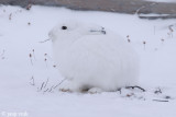 Arctic Hare - Poolhaas - Lepus arcticus