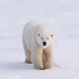 Polar Bear - IJsbeer - Ursus maritimus