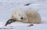 Polar Bear - IJsbeer - Ursus maritimus