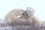 Polar Bear - IJsbeer - Ursus maritimus