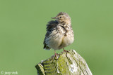 Meadow Pipit - Graspieper - Anthus pratensis