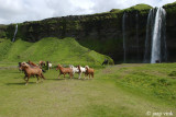 Icelandic Horses at Seljalandfoss