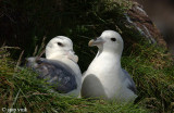 Northern Fulmar - Noordse Stormvogel - Fulmarus glacialis