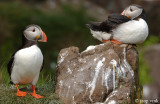 Atlantic Puffin - Papegaaiduiker - Fratercula arctica