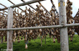 Drying Cod heads