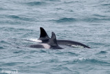 Killer Whale - Orca -Orcinus orca