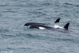 Killer Whale - Orca -Orcinus orca