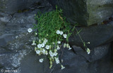 Sea Champion - nbloemige Silene - Silene uniflora