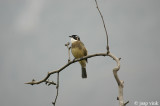 Chinese Bulbul - Chinese Buulbuul - Pycnonotus sinensis