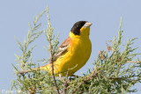 Black-headed Bunting - Zwartkopgors - Emberiza melanocephala