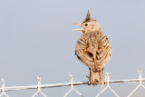 Crested Lark - Kuifleeuwerik - Galerida cristata