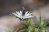 Scarce Swallowtail - Koningspage - Iphiclides podalirius