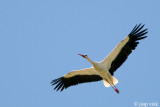 White Stork - Ooievaar - Ciconia ciconia