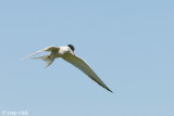 Common Tern - Visdief - Sterna hirundo
