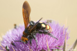 Mammoth Wasp - Oostelijke Dolkwesp - Scolia flavifrons