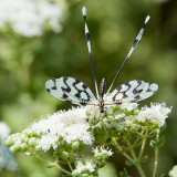 Grecian Streamertail - Grieks Wimpelstaartje - Nemoptera sinuata