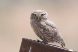 Little Owl - Steenuil - Athene noctua