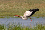 White Stork - Ooievaar - Ciconia ciconia
