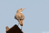 Rufous-tailed Scrub Robin - Rosse Waaierstaart - Cerotrichas galactotes