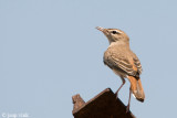 Rufous-tailed Scrub Robin - Rosse Waaierstaart - Cerotrichas galactotes