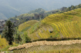 Longji