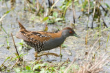 Baillons Crake - Kleinst Waterhoen - Porzana pusilla