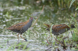 Baillons Crake - Kleinst Waterhoen - Porzana pusilla