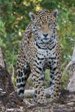 Brazil, Pantanal, Jaguars: July 11-14, 2009