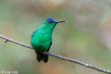 Violet-capped Woodnymph - Violetkapbosnimf - Thalurania glaucopis
