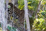 Jaguar - Jaguar - Panthera onca