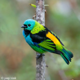 Green-headed Tanager - Prachttangare - Tangara seledon
