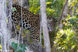 Jaguar - Jaguar - Panthera onca