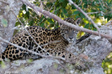 Jaguar - Jaguar - Panthera onca