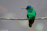 Violet-capped Woodnymph - Violetkapbosnimf - Thalurania glaucopis