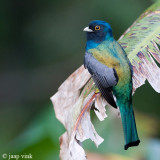 White-tailed Trogon - Witstaarttrogon - Trogon viridis