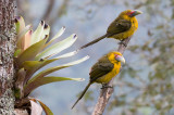 Saffron Toucanet - Goudtoekan - Pteroglossus bailloni