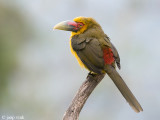 Saffron Toucanet - Goudtoekan - Pteroglossus bailloni